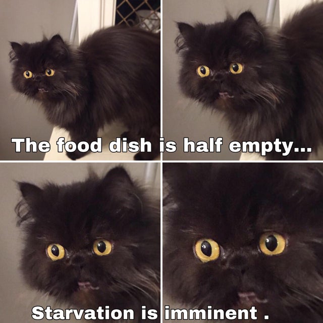 65 Of The Best Cat Memes That Show Who S The Real Boss Inspirationfeed