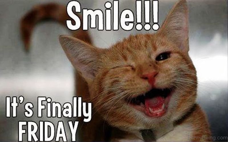 happy friday cat meme