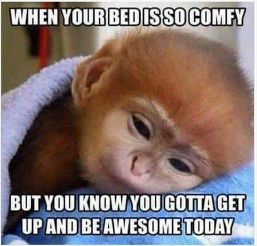 128 Best Good Morning Memes And Jokes To Kickstart Your Day Inspirationfeed