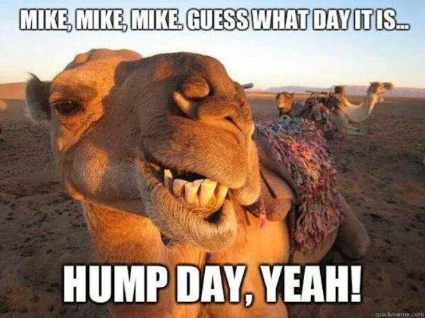 Featured image of post Happy Wednesday Hump Day Memes For Work - Wednesday is in the middle of the week, so if you were climbing over a hill, it would be the tallest part.