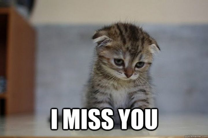 100 Of The Best I Miss You Memes To Send To Your Bae Inspirationfeed