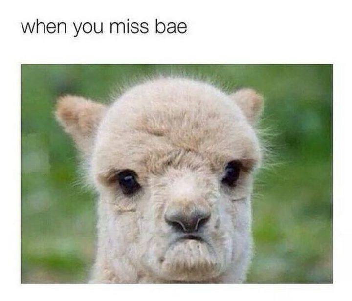 100 Of The Best I Miss You Memes To Send To Your Bae Freejoint