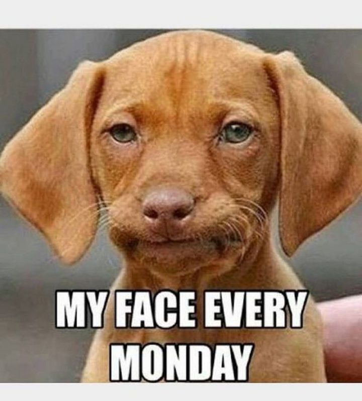Happy Monday Funny Meme