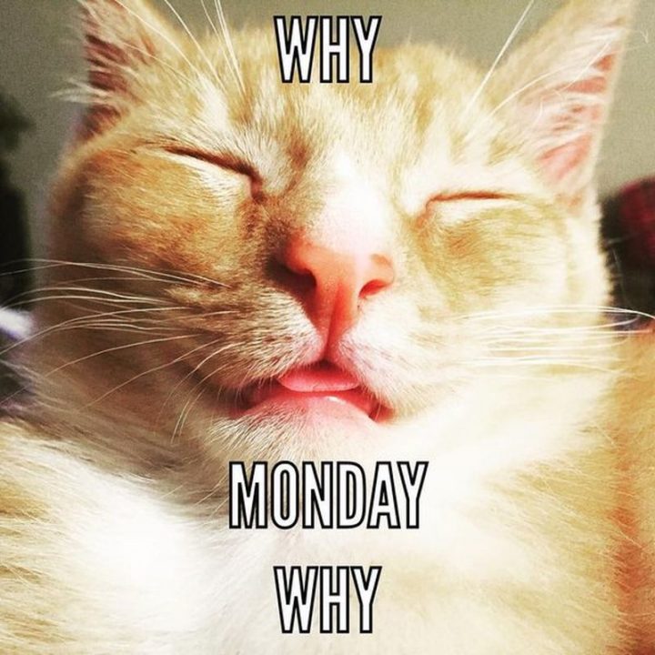 Funny Monday Work Memes lepni.me Unisex Hoodie Oh Shit Its Monday.