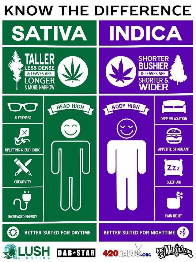 Sativa vs Indica