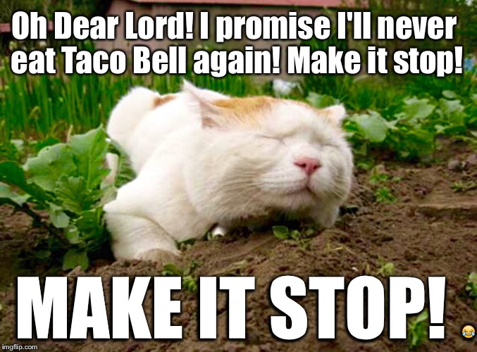 34 Funny Taco Bell Memes You Know All. Too. Well. | FoxBuzzz
