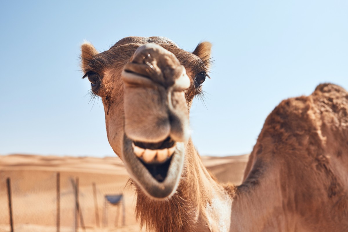 What Day Is It Camel Says But No Sooner Had He Said It Than He Saw 