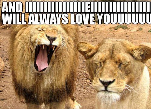 84 Of The Best I Love You Memes To Send To Your Special Someone Inspirationfeed