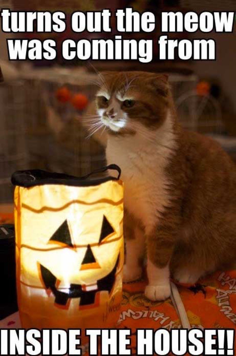 60+ Hilarious Halloween Memes | Inspirationfeed