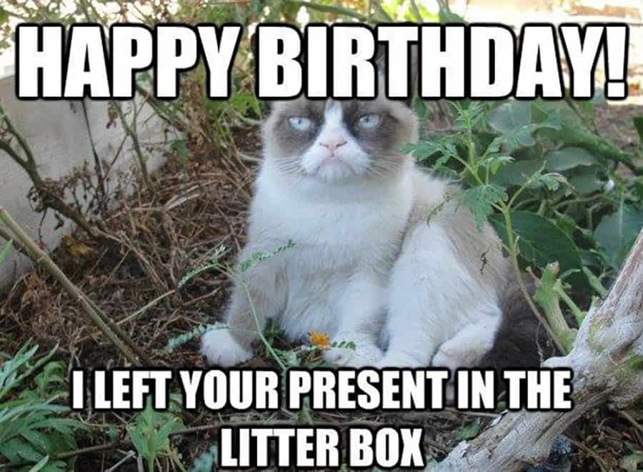 104 Funny  and Cute Happy Birthday  Memes to Send to Friends 