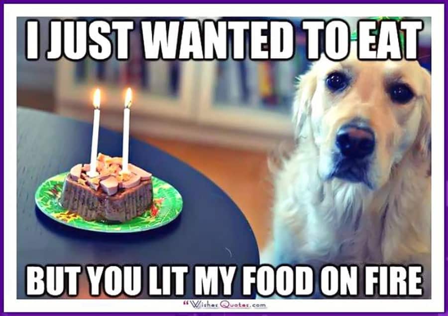 104 Funny And Cute Happy Birthday Memes To Send To Friends And Family Inspirationfeed