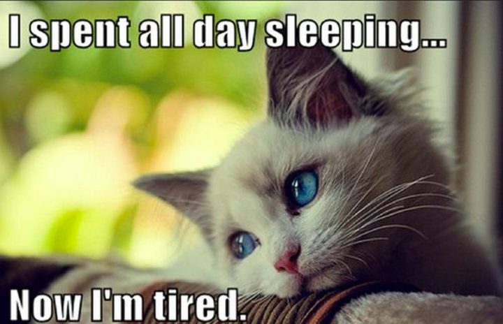 40-truthful-memes-about-being-tired-inspirationfeed