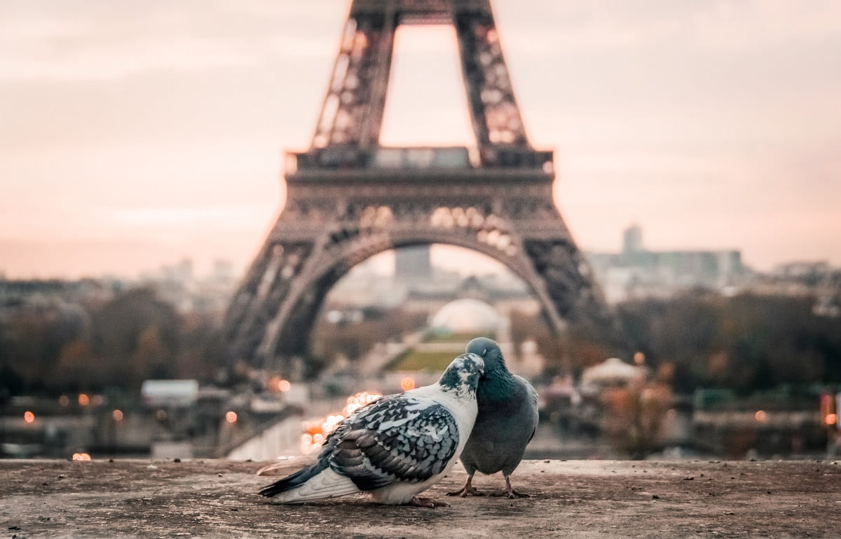 Two Pigeons Kissing