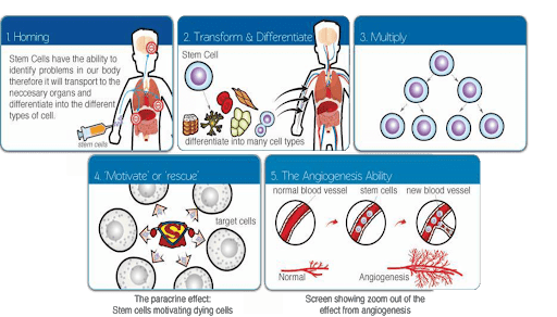 Description of a stem cell