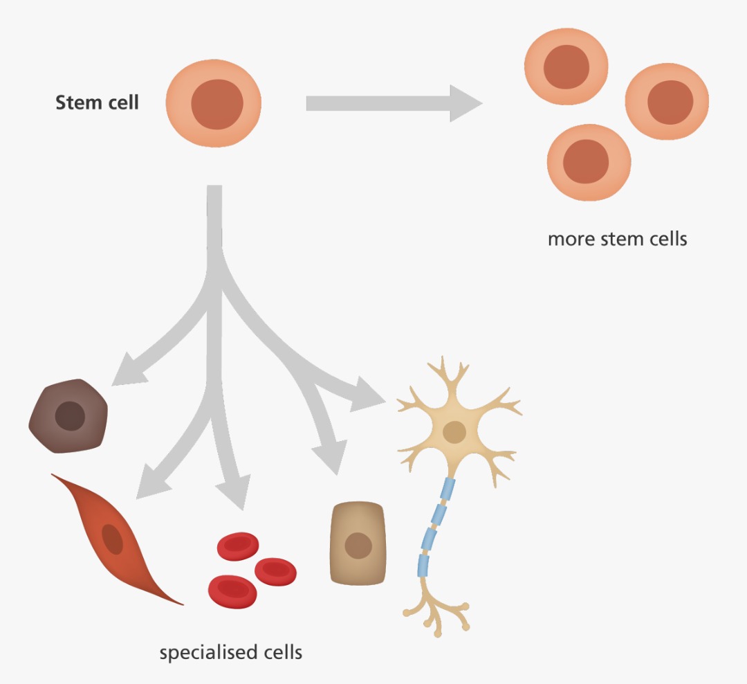 How stem cells work