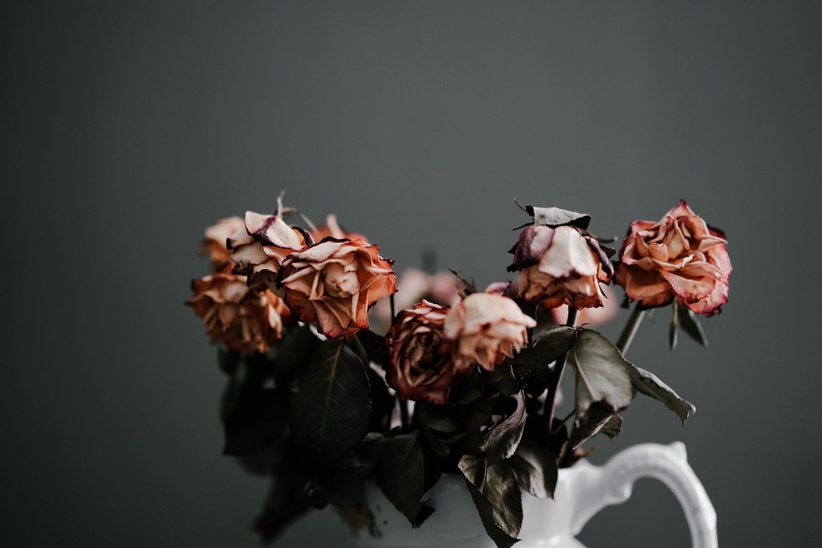 Dead roses