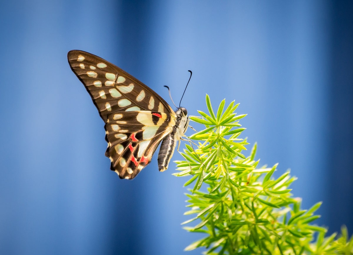 60 Wise Butterfly Quotes To Accompany You on Your Transformation |  Inspirationfeed