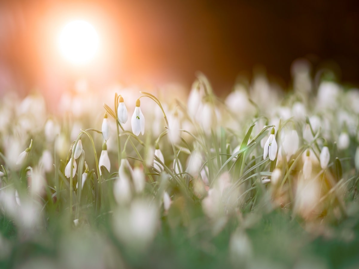 Beautiful Flower Growing in the Morning Sunlight