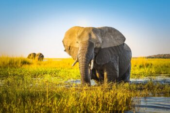 Fact Vs Fiction: Is the Elephant the Heaviest Land Animal? 