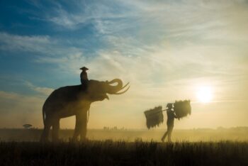 elephants-at-sunrise-in-thailand