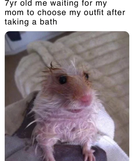 25 Adorable Hamster Memes That Will Surely Brighten Your Day |  Inspirationfeed