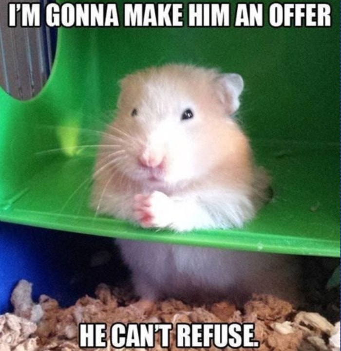 Adorable Hamster Memes That Will Surely Brighten Your Day