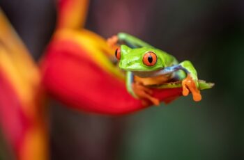 Red-Eyed Tree Frog in Costa Rica