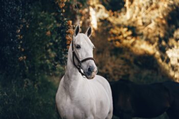 70 Facts about Horses