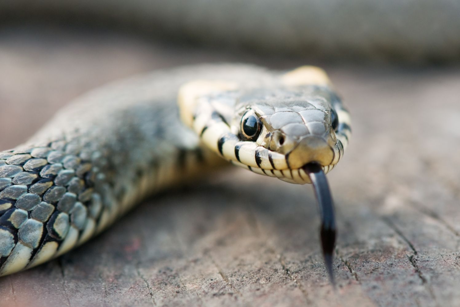 What Does it Mean to Dream About Snakes?