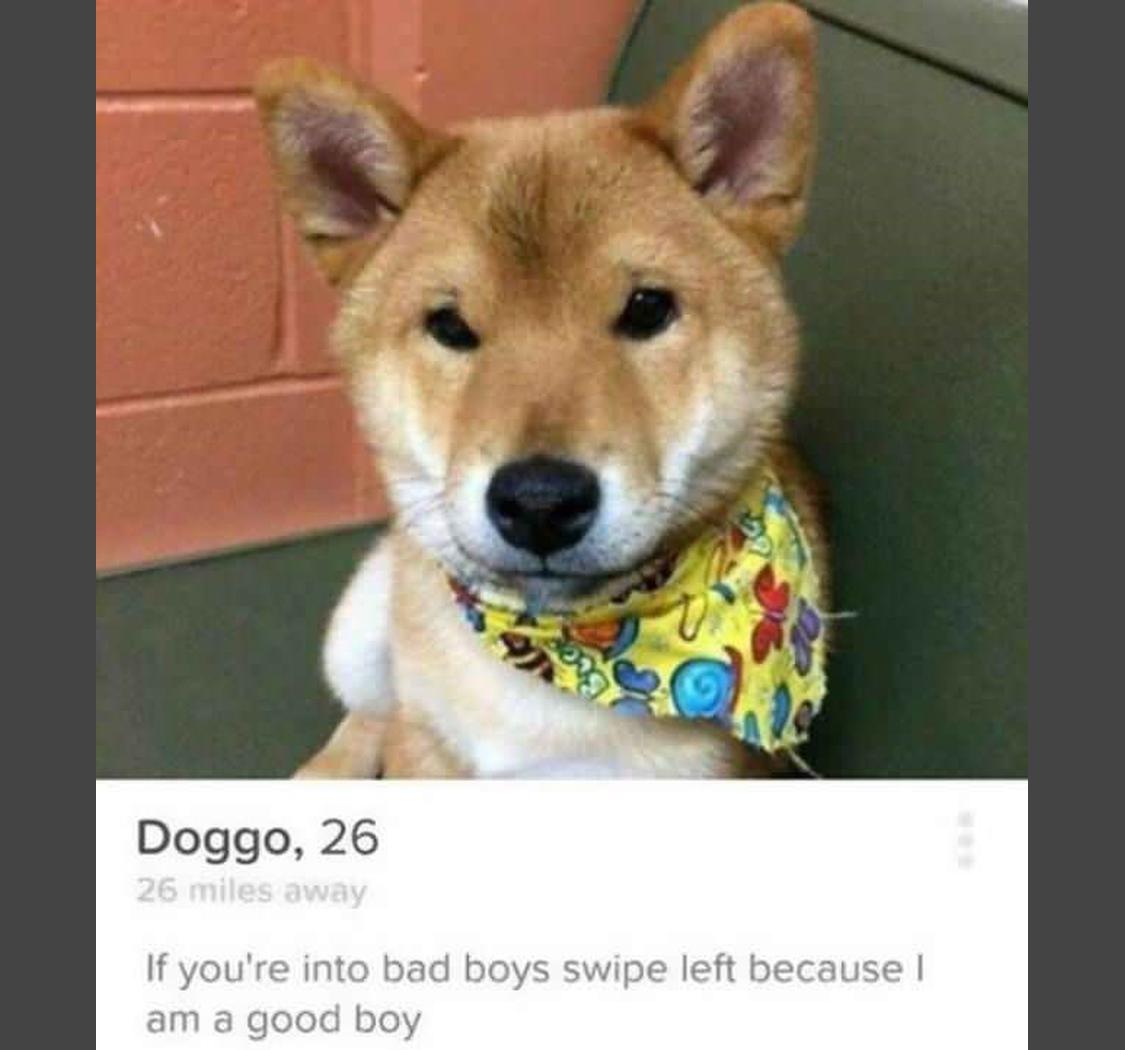 80 Creative Tinder Bios You May Want To Steal For Yourself - Inspirationfeed