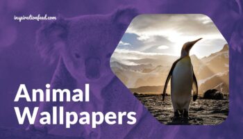Animal Wallpapers