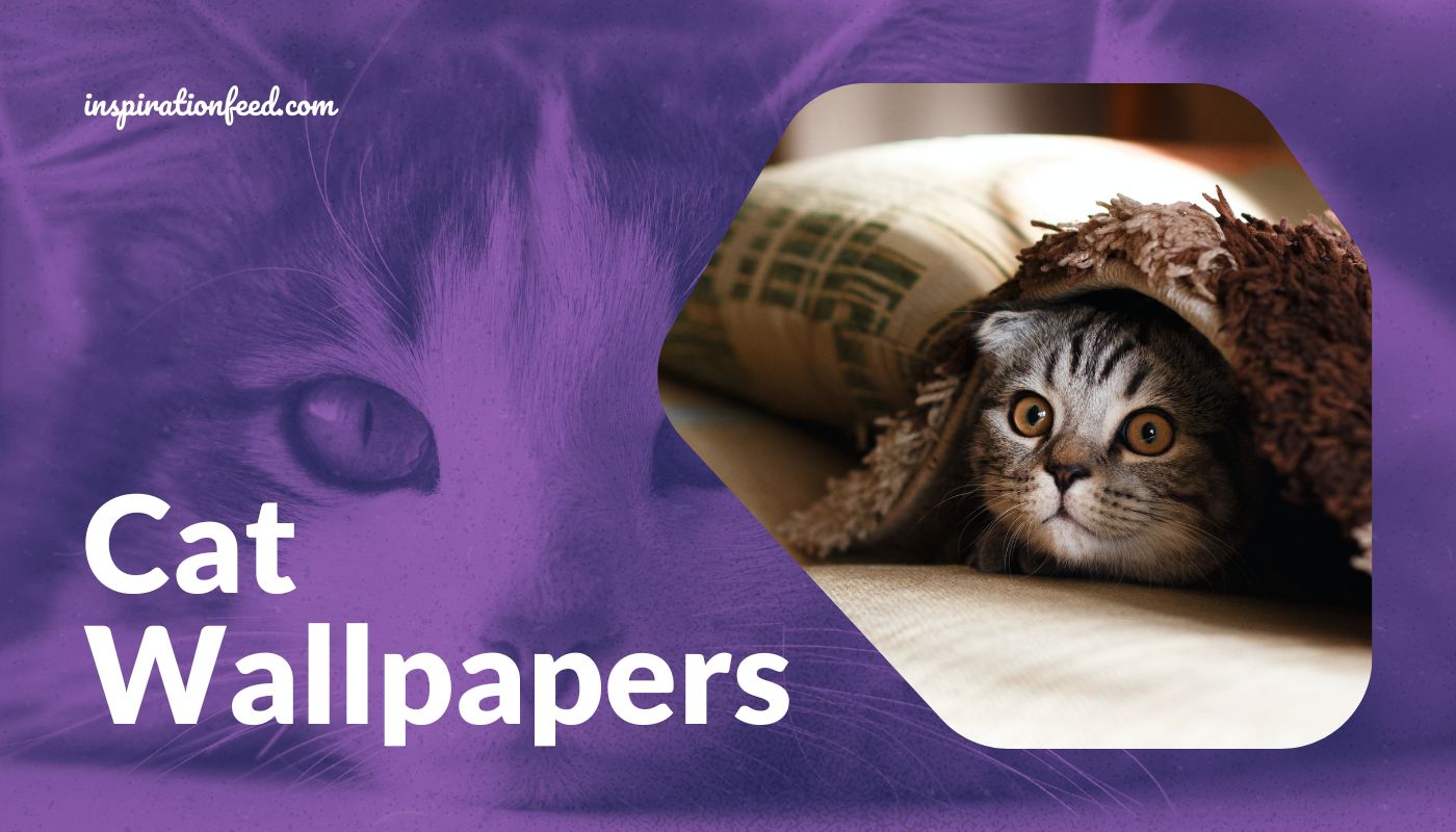 100+] Beautiful Cats Wallpapers | Wallpapers.com