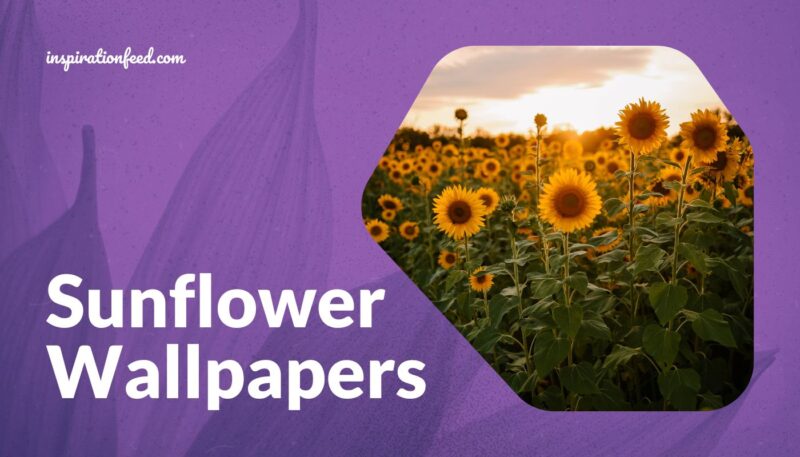 29 Wonderful Sunflower Wallpapers To Brighten Your Day | Inspirationfeed