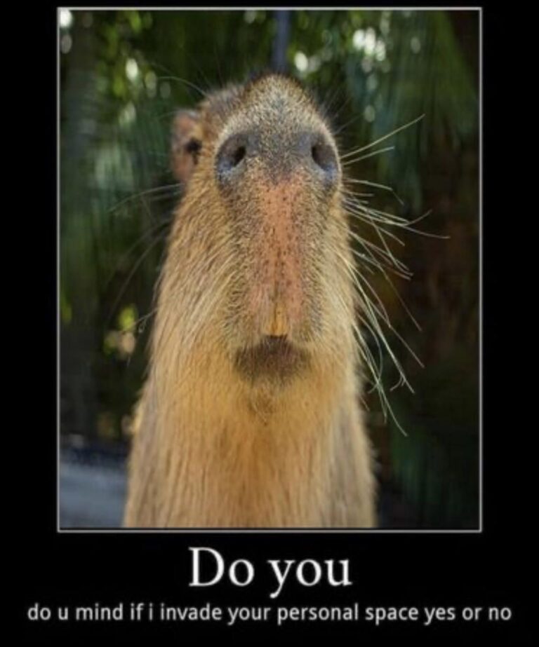20 Capybara Memes To Make You Smile | Inspirationfeed