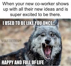24 Wolf Memes That'll Make You Howl In Laughter | Inspirationfeed