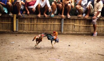 the Global Reach of Cockfighting Live Streams